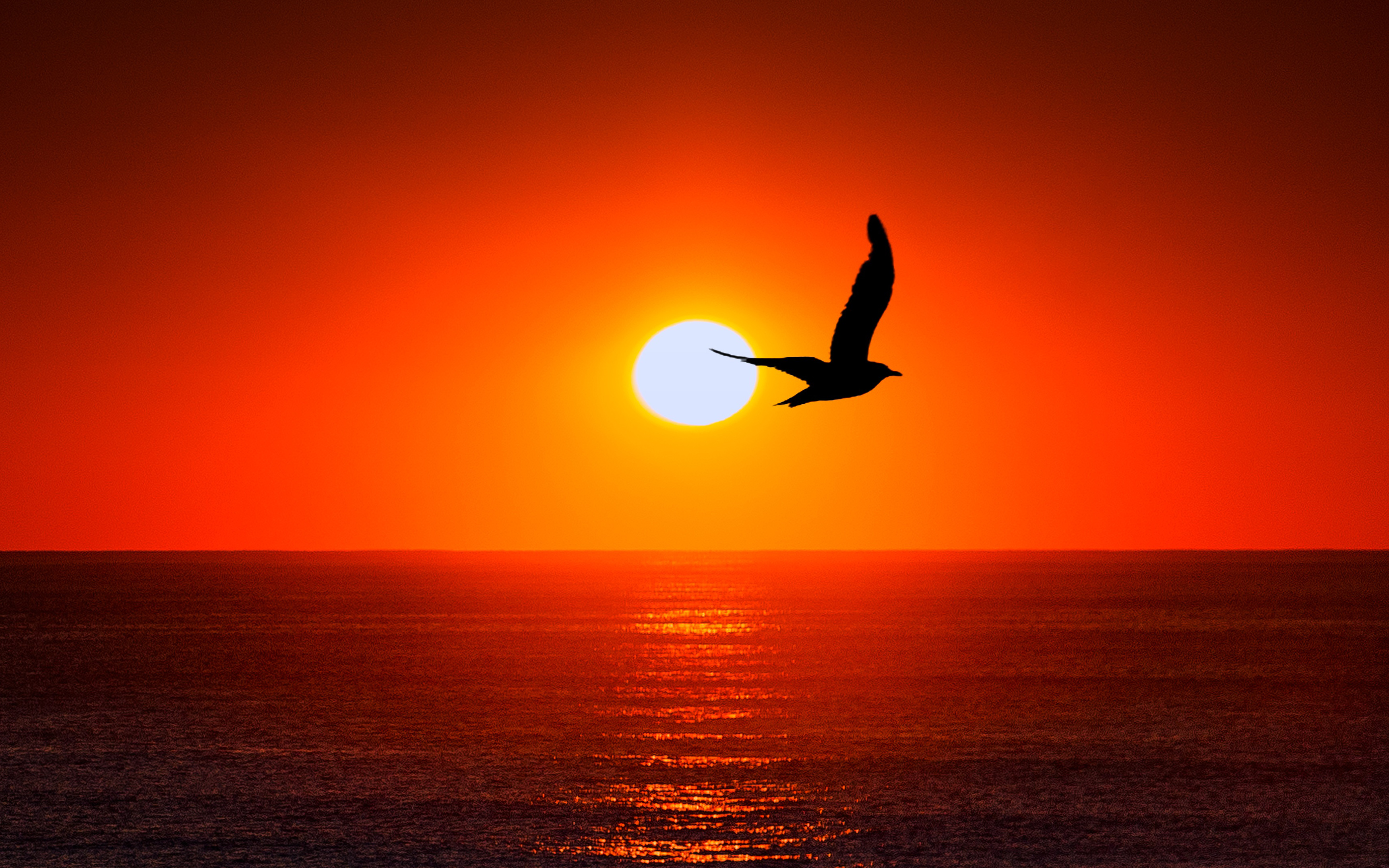 Sunset Sea Bird Silhouette4513917429